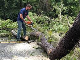 Best Utility Line Clearance  in Inverness Highlands South, FL