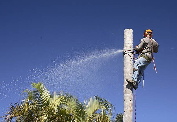 Best Stump Grinding and Removal  in Inverness Highlands South, FL