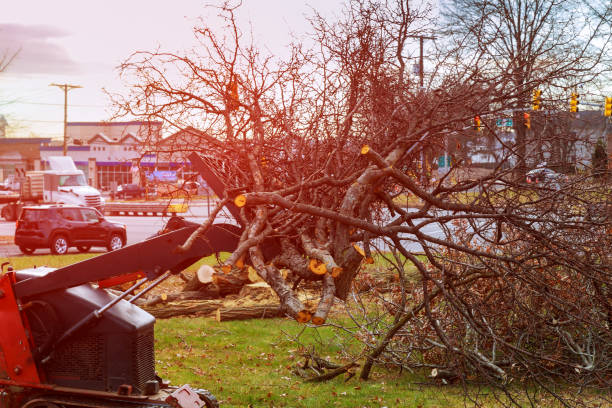 Best Tree Trimming and Pruning  in Inverness Highlands South, FL