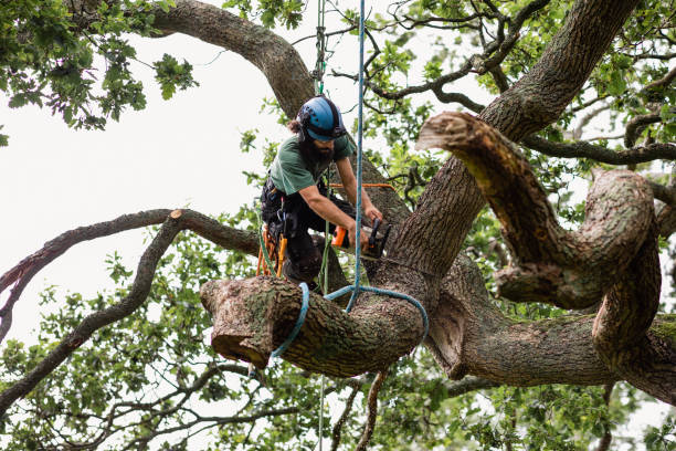 Best Tree Removal  in Inverness Highlands South, FL