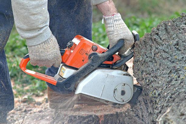 Best Emergency Tree Removal  in Inverness Highlands South, FL