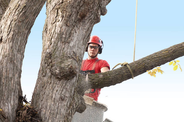 Best Tree Preservation Services  in Inverness Highlands South, FL